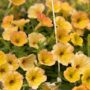 Petunia – Cascadia Indian Summer – 10″ Hanging Basket